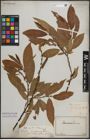 Foto von Salix daphnoides Vill.